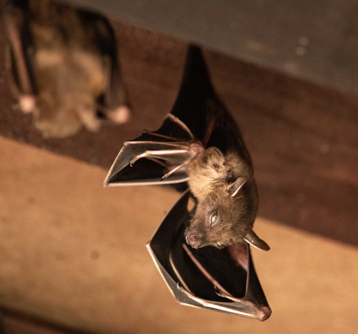 Expert bat removal services for a safe and humane solution in Miami